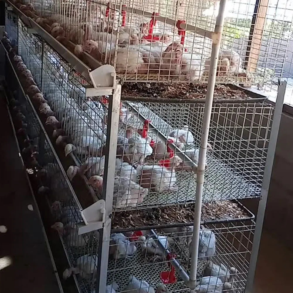 Automatic H Type 4tier Battery Chicken Cage Broiler Layer Poultry Farm 1000 Birds Animal Broiler Cage for Sale