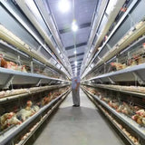 Layer cage chicken house equipment Layer cage laying hens poultry farm 200 birds 1000 chickens poultry cage