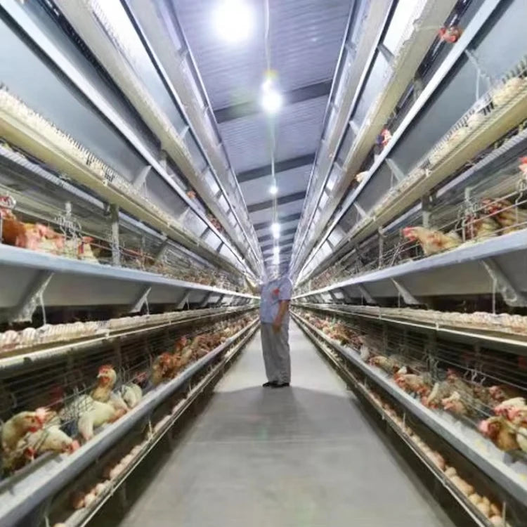 Layer cage chicken house equipment Layer cage laying hens poultry farm 200 birds 1000 chickens poultry cage