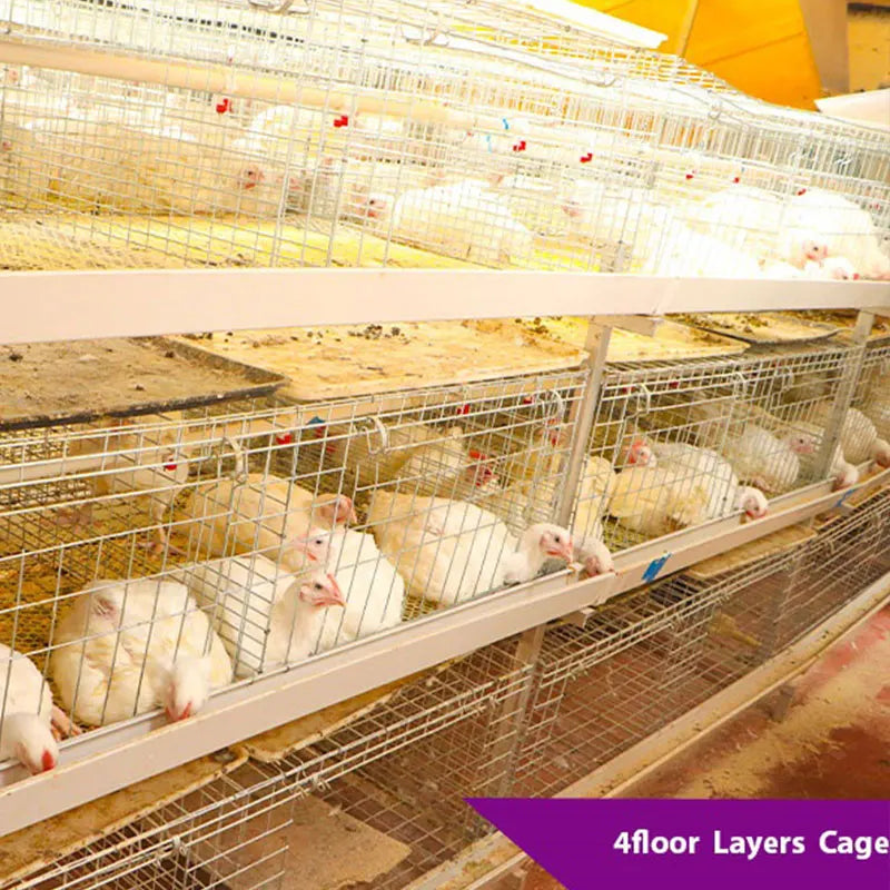 Automatic H Type 4tier Battery Chicken Cage Broiler Layer Poultry Farm 1000 Birds Animal Broiler Cage for Sale