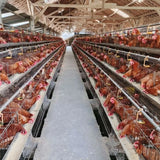 For Sale Automatic Type A Poultry Farm 5000 Birds Hen  Layer Battery Chicken Animal Cage