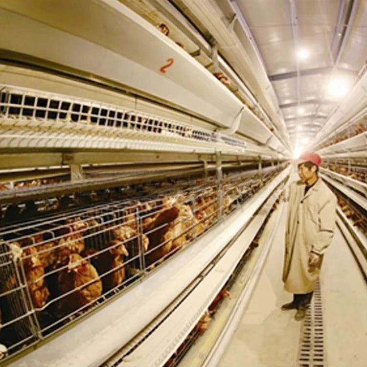 Layer cage chicken house equipment Layer cage laying hens poultry farm 200 birds 1000 chickens poultry cage
