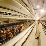 Layer cage chicken house equipment Layer cage laying hens poultry farm 200 birds 1000 chickens poultry cage