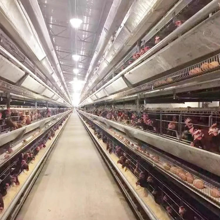 Layer cage chicken house equipment Layer cage laying hens poultry farm 200 birds 1000 chickens poultry cage