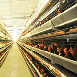 Layer cage chicken house equipment Layer cage laying hens poultry farm 200 birds 1000 chickens poultry cage