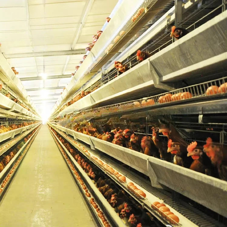 Layer cage chicken house equipment Layer cage laying hens poultry farm 200 birds 1000 chickens poultry cage