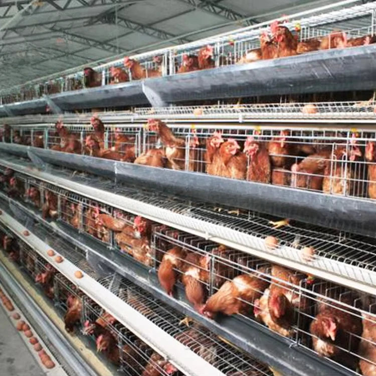 Layer cage chicken house equipment Layer cage laying hens poultry farm 200 birds 1000 chickens poultry cage