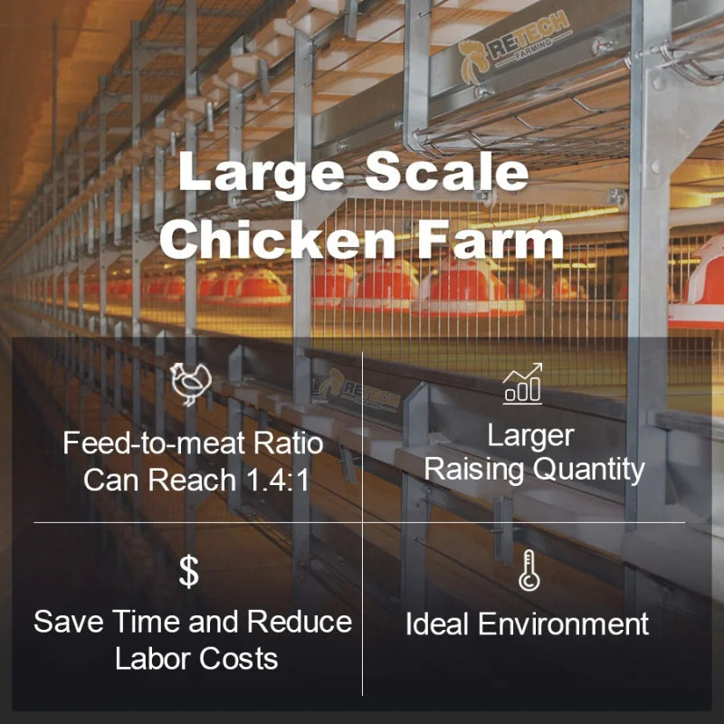 Automatic Broiler Large H Type Broiler Cage Chicken House Sale