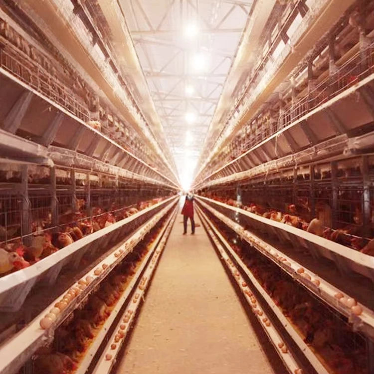 Layer cage chicken house equipment Layer cage laying hens poultry farm 200 birds 1000 chickens poultry cage