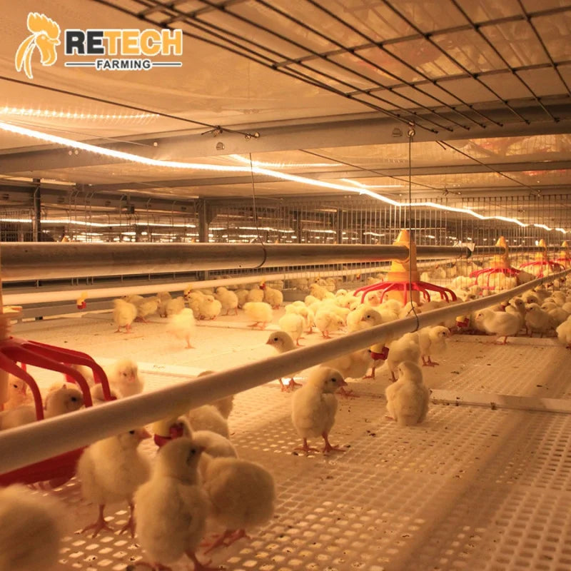 Cheap Price Automatic Broiler Battery Cage Chicken Broiler Poultry Breeder Farm