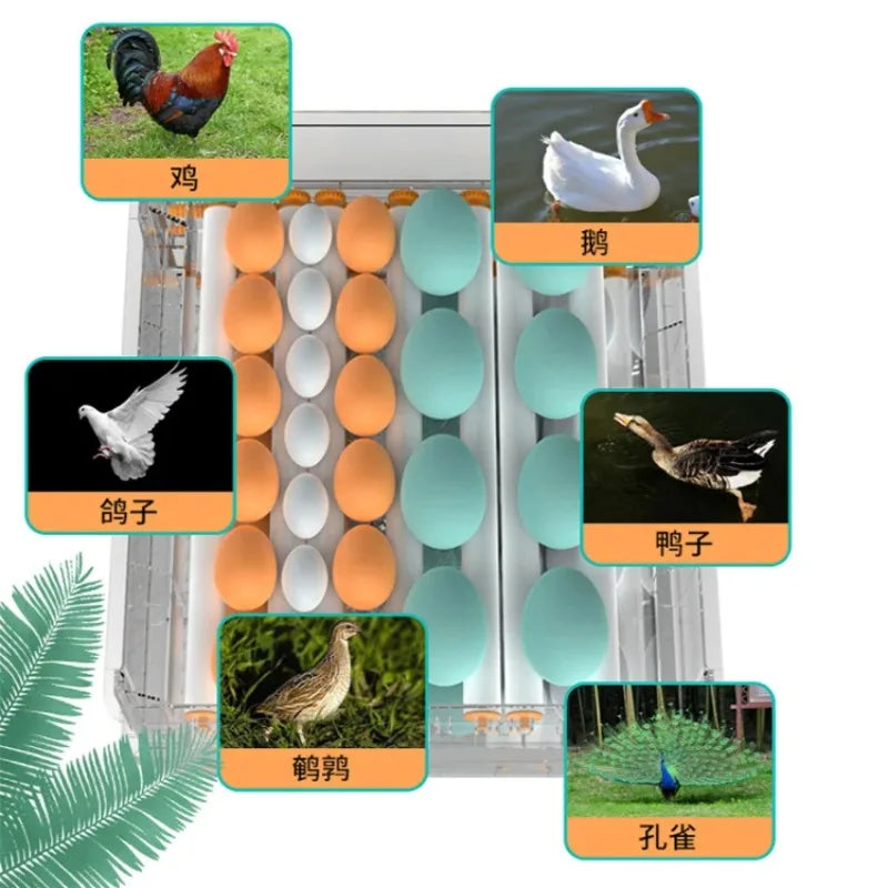 36 Small Egg Incubators for Hatching with Automatic Turning and Humidity Control
